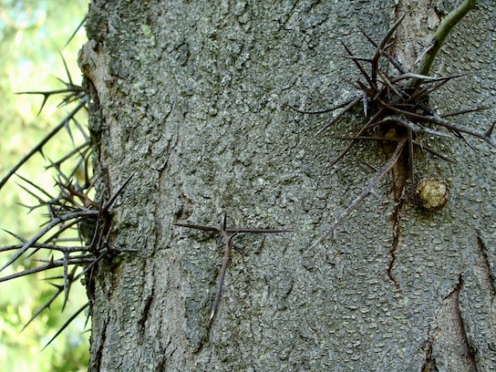 locust